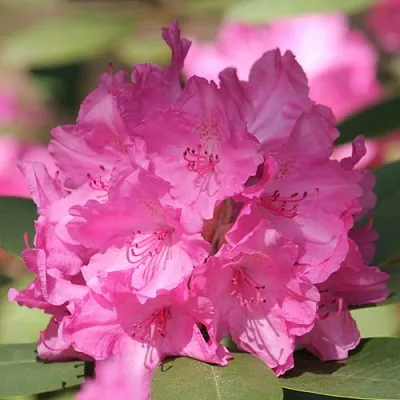 Рододендрон ЛУМИНА в Ставрополе