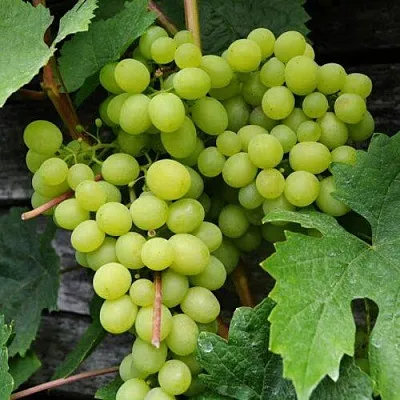 Виноград АЛЕШЕНЬКИН  Виноград АЛЕШЕНЬКИН в Ставрополе