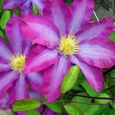 Клематис КАКИО в Ставрополе