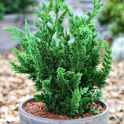 Кипарисовик ВИСЕЛЛИ лавсона  Кипарисовик ВИСЕЛЛИ лавсона в Ставрополе