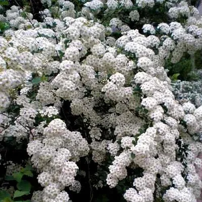 Спирея ВАНГУТТА в Ставрополе