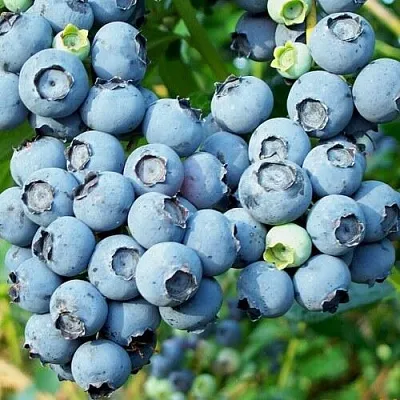 Голубика ПУРУ  Голубика ПУРУ в Ставрополе