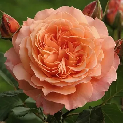 Саженцы роз БЕЛЬВЕДЕР шраб  Саженцы роз БЕЛЬВЕДЕР шраб в Ставрополе