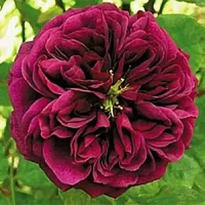 Саженцы роз ЗЕ ПРИНЦ английская  Саженцы роз ЗЕ ПРИНЦ английская в Ставрополе