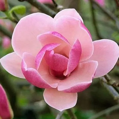 Магнолия РУСТИКА РУМБА  Магнолия РУСТИКА РУМБА в Ставрополе