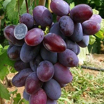 Средние сорта  Средние сорта в Ставрополе