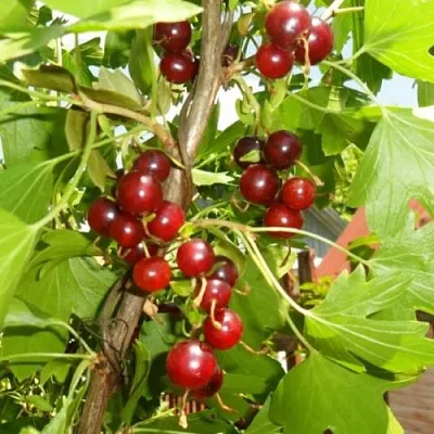 Смородина золотистая ВИШНЕВАЯ  Смородина золотистая ВИШНЕВАЯ в Ставрополе