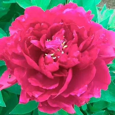 Пион ОСТРОВНОЙ МИНИСТР древовидный  Пион ОСТРОВНОЙ МИНИСТР древовидный в Ставрополе