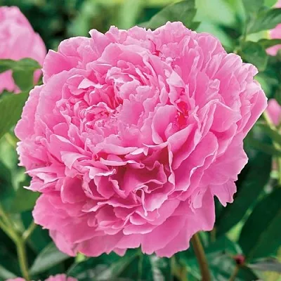 Пион МИСС ЭКХАРТ травянистый  Пион МИСС ЭКХАРТ травянистый в Ставрополе