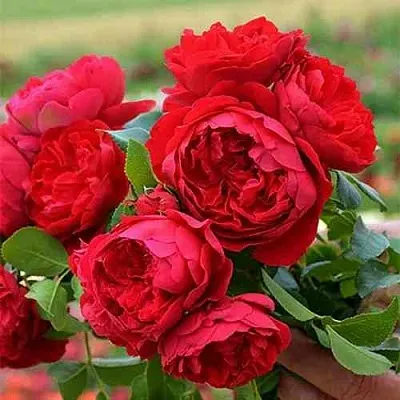 Саженцы роз ФЛОРЕНТИНА плетистая  Саженцы роз ФЛОРЕНТИНА плетистая в Ставрополе