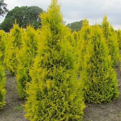 Туя САНКИСТ западная  Туя САНКИСТ западная в Ставрополе