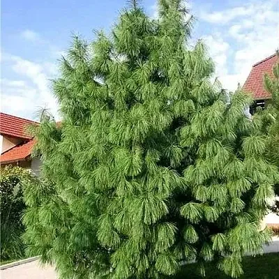 Сосна гриффита  Сосна гриффита в Ставрополе