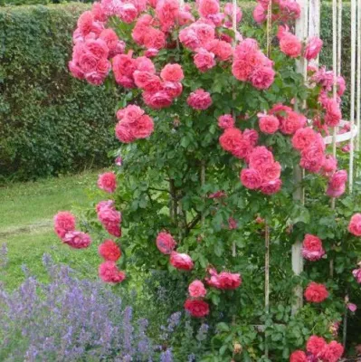 Саженцы роз РОЗЕУМ ЮТЕРСОН плетистая в Ставрополе