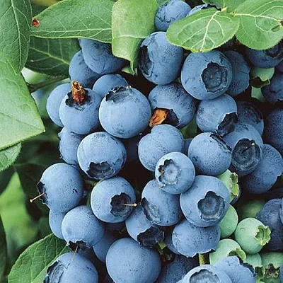 Голубика КОВИЛЛ  Голубика КОВИЛЛ в Ставрополе