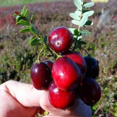 Клюква СТАНКОВИЧ  Клюква СТАНКОВИЧ в Ставрополе