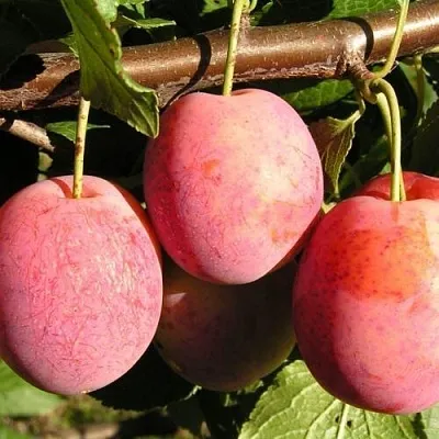 Слива ВИКТОРИЯ  Слива ВИКТОРИЯ в Ставрополе