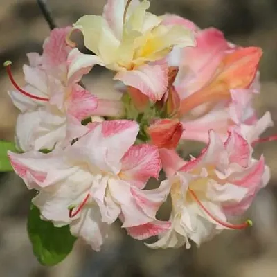 Азалия КЭННОНС ДАБЛ листопадная  Азалия КЭННОНС ДАБЛ листопадная в Ставрополе