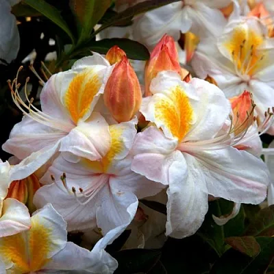 Азалия СИЛЬВЕР СЛИППЕР листопадная  Азалия СИЛЬВЕР СЛИППЕР листопадная в Ставрополе