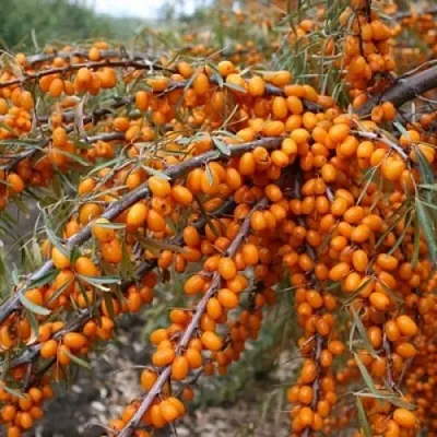 Облепиха ПЕРЧИК в Ставрополе