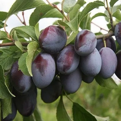 Слива РЕНКЛОД  Слива РЕНКЛОД в Ставрополе