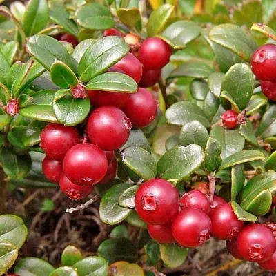 Брусника садовая АМЕРЛАНД  Брусника садовая АМЕРЛАНД в Ставрополе