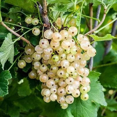 Смородина белая БЕЛАЯ ПОТАПЕНКО  Смородина белая БЕЛАЯ ПОТАПЕНКО в Ставрополе