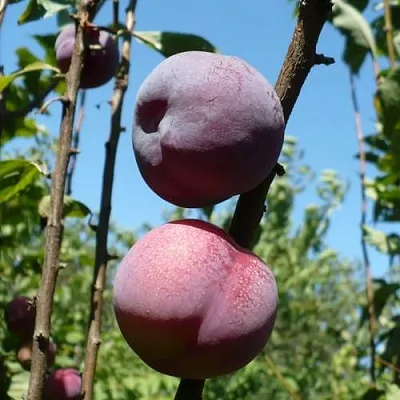 Плумкот ВЕЙ ВОНГ  Плумкот ВЕЙ ВОНГ в Ставрополе