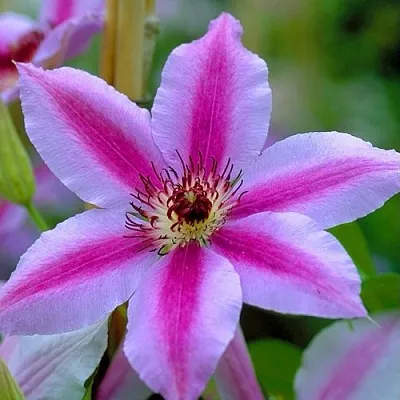 Клематис НЕЛЛИ МОЗЕР в Ставрополе