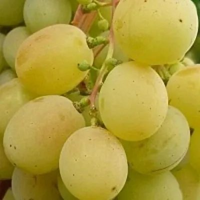 Виноград ТАЛИСМАН в Ставрополе