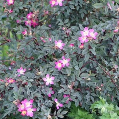 Саженцы роз сизая — описание сорта Саженцы роз сизая в Ставрополе