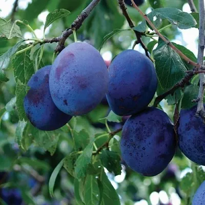 Слива ЭМПРЕСС  Слива ЭМПРЕСС в Ставрополе