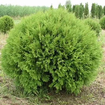 Туя ГЛОБОЗА западная  Туя ГЛОБОЗА западная в Ставрополе