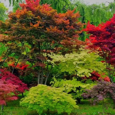 Лиственные деревья в Ставрополе