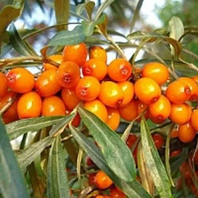 Облепиха БОТАНИЧЕСКАЯ в Ставрополе