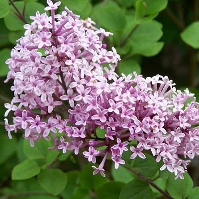 Сирень ПАЛИБИН  в Ставрополе