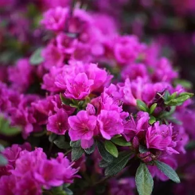 Азалия ГЕЙША ПЕРПЛ японская  Азалия ГЕЙША ПЕРПЛ японская в Ставрополе