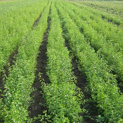 Подвой в Ставрополе