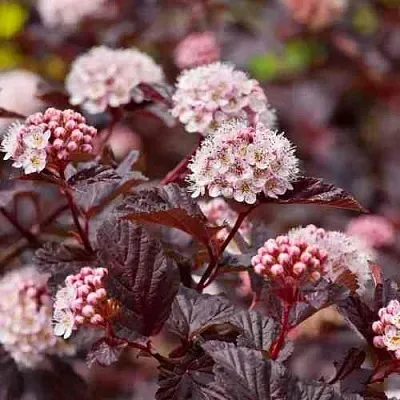 Пузыреплодник АНДРЕ   Пузыреплодник АНДРЕ  в Ставрополе