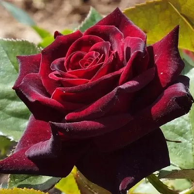 Саженцы роз БЛЭК БАККАРА чайно-гибридная  Саженцы роз БЛЭК БАККАРА чайно-гибридная в Ставрополе