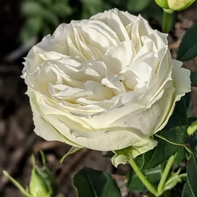 Саженцы роз ВАЙТ ПИАНО чайно-гибридная  Саженцы роз ВАЙТ ПИАНО чайно-гибридная в Ставрополе