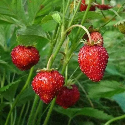 Земляника АЛЬПИЙСКАЯ  Земляника АЛЬПИЙСКАЯ в Ставрополе