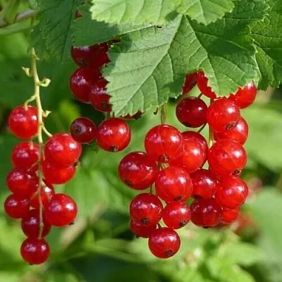 Смородина красная РОНДОМ  Смородина красная РОНДОМ в Ставрополе