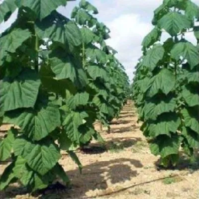 Павлония ПАО ТОГН Z07 в Ставрополе