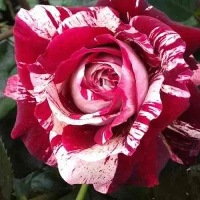 Саженцы роз ХУЛИО ИГЛЕСИАС чайно-гибридная  Саженцы роз ХУЛИО ИГЛЕСИАС чайно-гибридная в Ставрополе