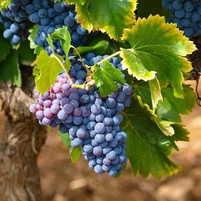 Виноград ЗИЛГА  Виноград ЗИЛГА в Ставрополе