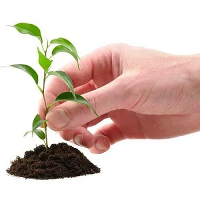 Саженцы в Ставрополе