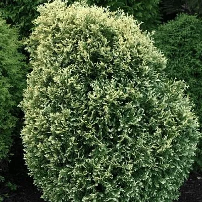 Туя ЛИТОМИШИЛ западная  Туя ЛИТОМИШИЛ западная в Ставрополе