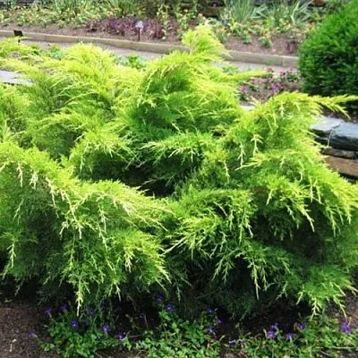 Можжевельник ГОЛД КОСТ средний  Можжевельник ГОЛД КОСТ средний в Ставрополе