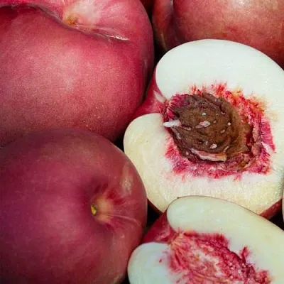 НЕКТАПЛЮМ  НЕКТАПЛЮМ в Ставрополе