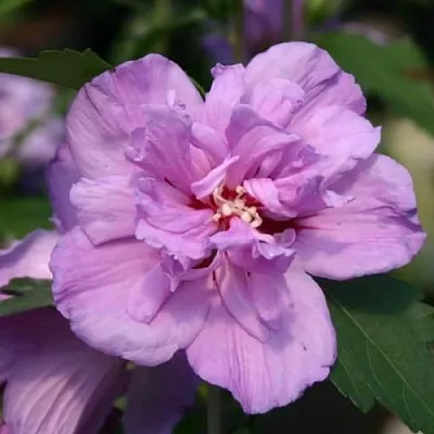 Гибискус АРДЕНС сирийский  Гибискус АРДЕНС сирийский в Ставрополе